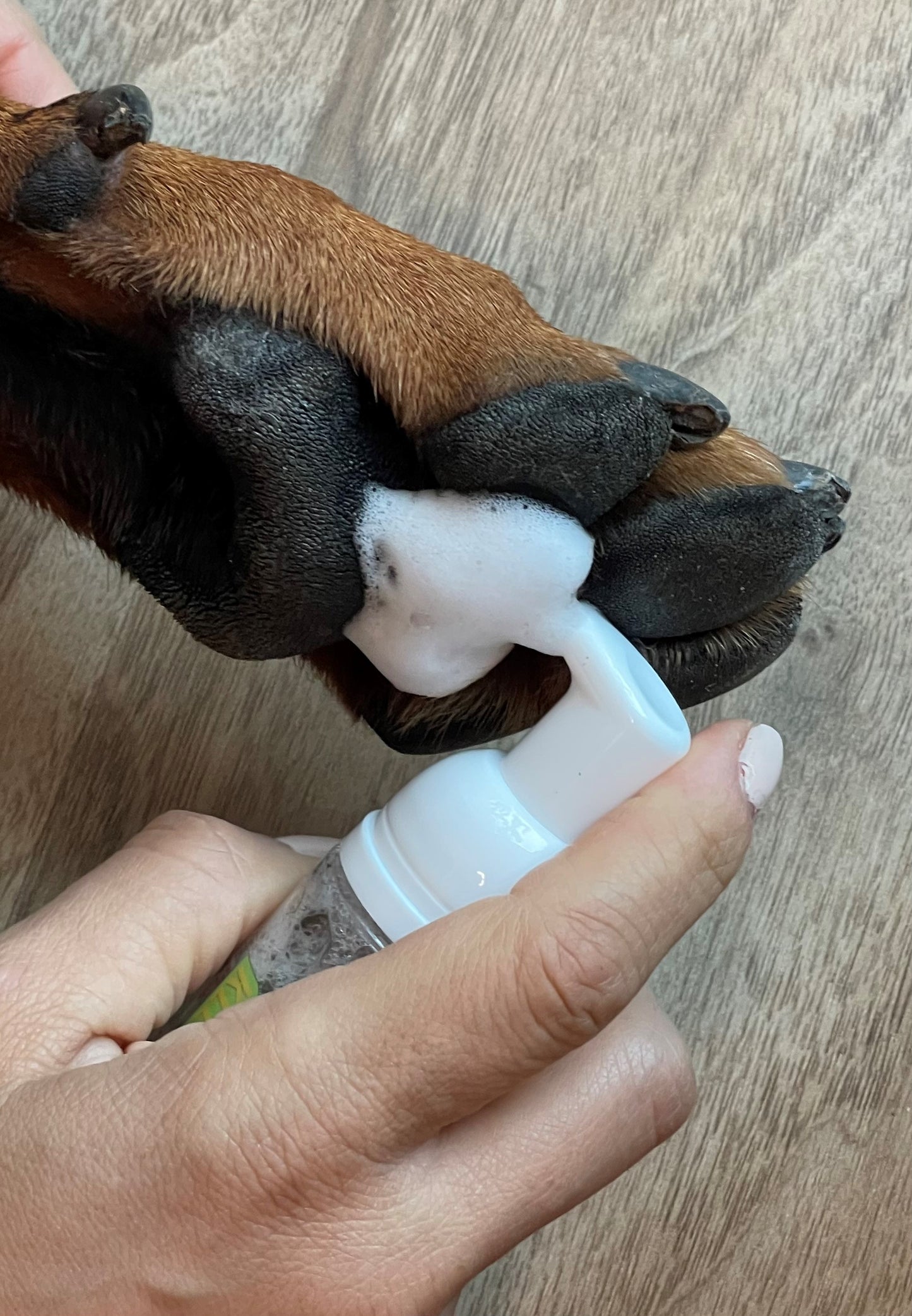 KLEAN PAWS™ counter display without product