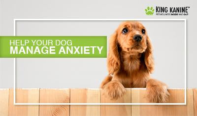 How to Help Your Dog Manage Anxiety